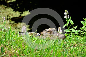 American Baby Alligator Closeup