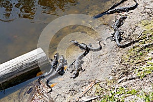 American baby alligators in Florida Wetland. Everglades National Park in USA. Little gators.