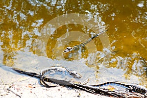 American baby alligators in Florida Wetland. Everglades National Park in USA. Little gators.