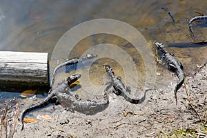 American baby alligators in Florida Wetland. Everglades National Park in USA. Little gators.