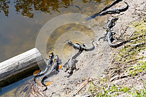 American baby alligators in Florida Wetland. Everglades National Park in USA. Little gators.