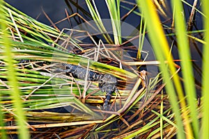 American baby alligators in Florida Wetland. Everglades National Park in USA. Little gators.