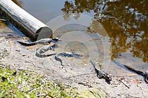 American baby alligators in Florida Wetland. Everglades National Park in USA. Little gators.