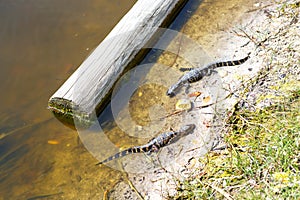 American baby alligators in Florida Wetland. Everglades National Park in USA. Little gators.