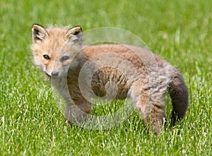 American Baby Red Fox