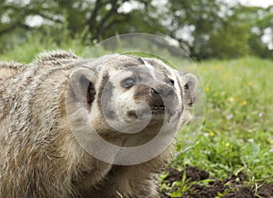 American Badger