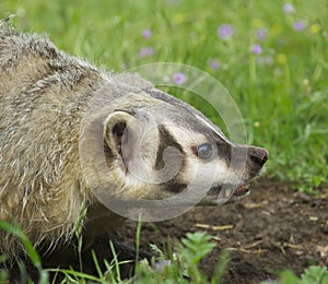 American Badger