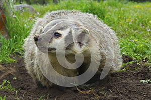 American Badger photo