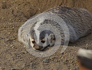 American Badger