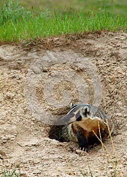 An American Badger