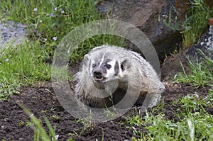 American Badger at burrow photo