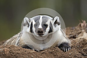 American badger resting on his den