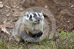 American badger running aggressively with long claws