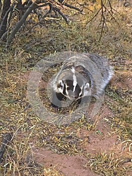 American Badger Sits under Mesquite Bush