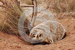 American badger sitting on the dirt ground
