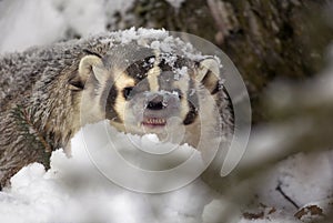 American Badger in Snow