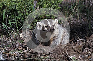 AMERICAN BADGER taxidea taxus, ADULT AT BURROW ENTRANCE, CANADA