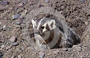 AMERICAN BADGER taxidea taxus, ADULT AT BURROW ENTRANCE, CANADA