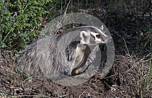 American Badger, taxidea taxus, Adult standing at Den Entrance, Canada