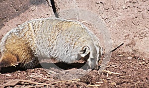 An American Badger, Taxidea taxus, Family Mustelidae
