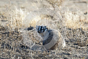 An American Badger Taxidea taxus on Prairie Grassland in Colorado