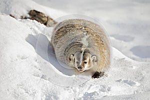 An American badger Taxidea taxus walking in the winter snow.