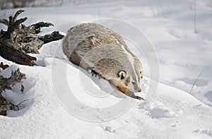 An American badger Taxidea taxus walking in the winter snow.