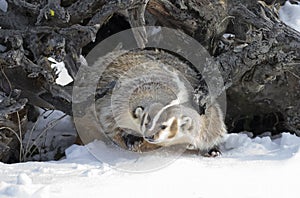 An American badger Taxidea taxus walking in the winter snow.