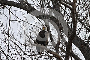 American Bald Eagle