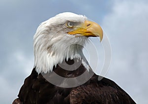American Bald Eagle. photo