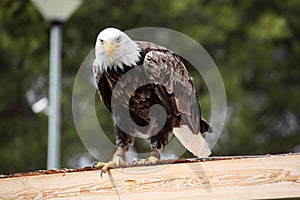 American Bald Eagle