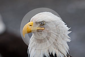 Americano calvo águila 