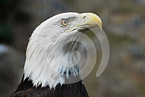 An American Bald Eagle