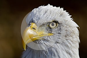 American bald eagle