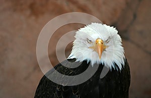 Americano calvo aquila 