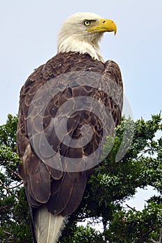 American Bald Eagle