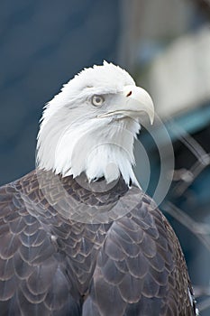 American bald eagle 2