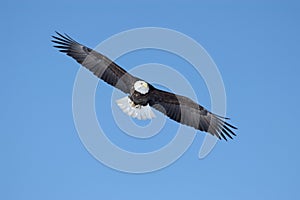 Americano calvo águila 