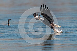 American bald eagle