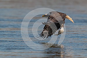 American bald eagle