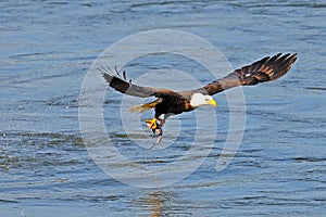 American Bald Eagle