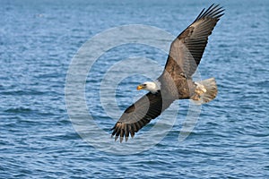 American Bald Eagle