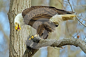 American Bald Eagle