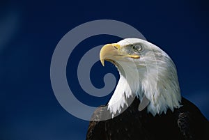 American bald eagle