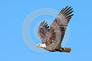 American Bald Eagle