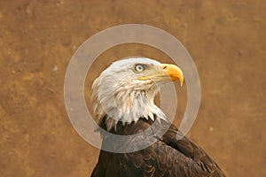 American bald eagle