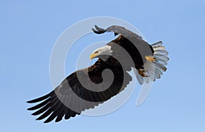 American Bald Eagle