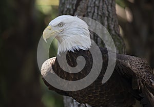 American bald eagle