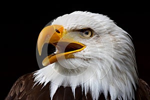 Amerikanisch kahl Adler 