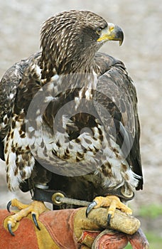 American Bald Eagle